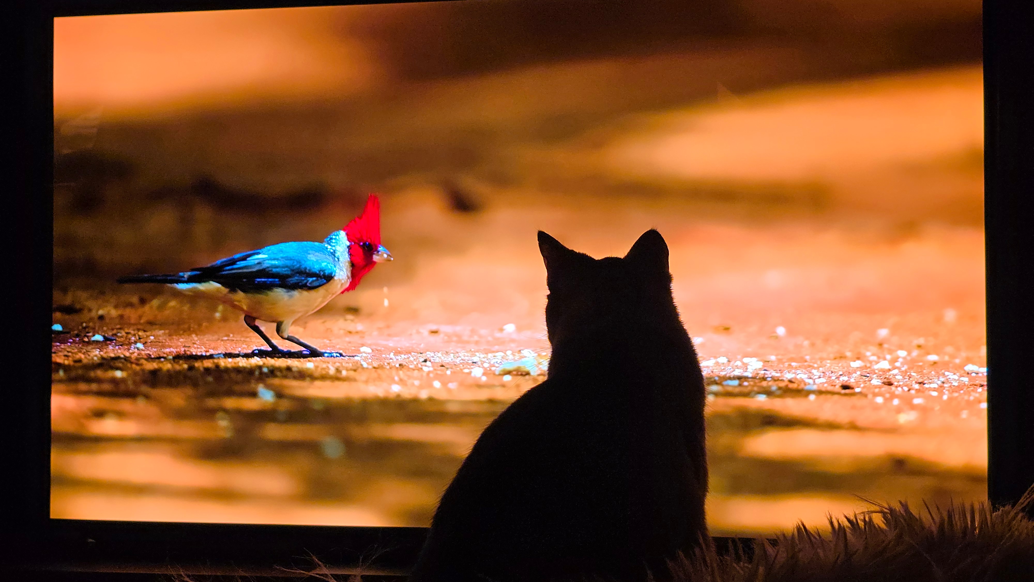 Televizor LG OLED evo 48G53LS, 121 cm, Smart, 4K Ultra HD, 100 Hz, Clasa F (Model 2025)