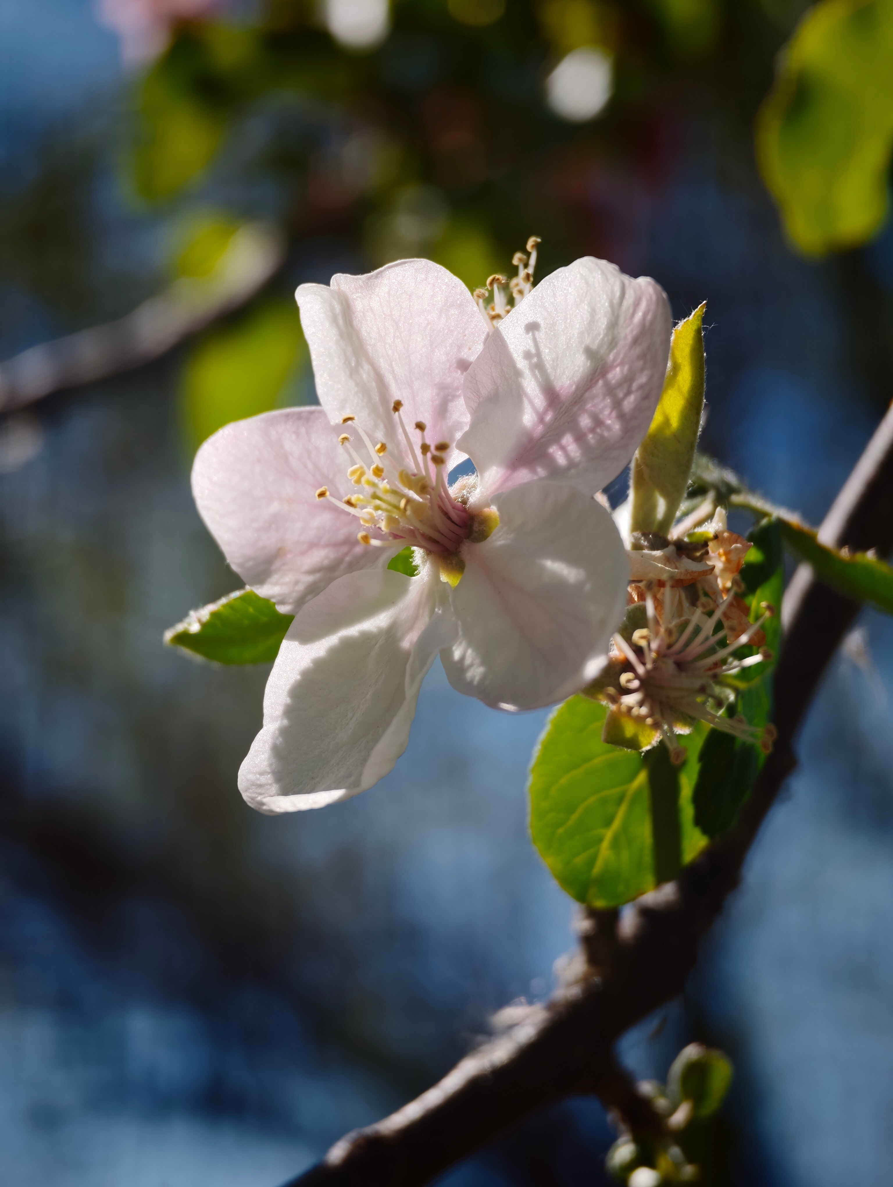 Telefon mobil Xiaomi 17 Ultra, 5G, 16GB RAM, 512GB ROM, Verde + Woven Strap Ring Stand